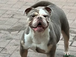 Olde English Bulldogge dogs Adult female - Advert 6