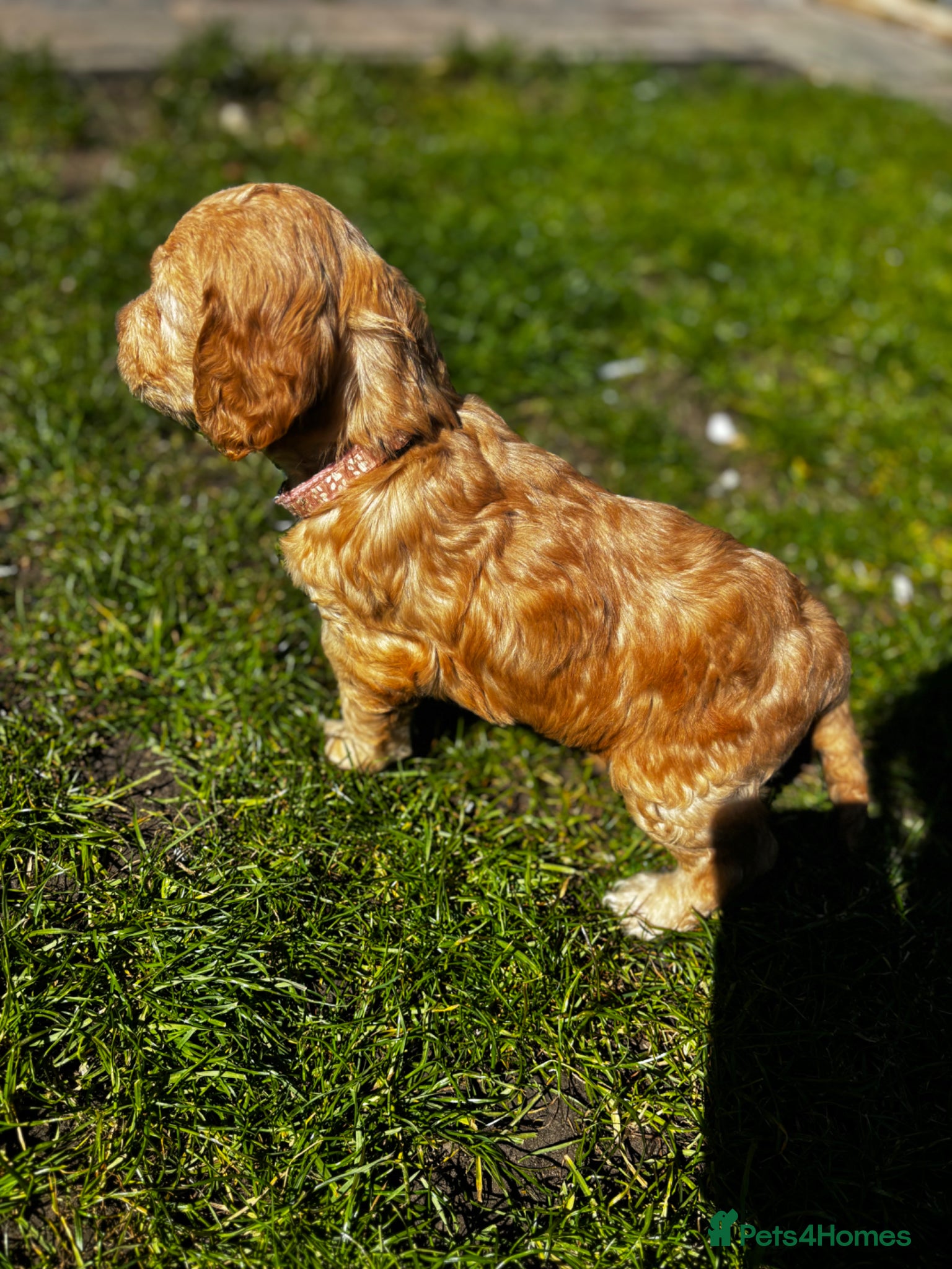 Cockapoo dogs  cockapoo puppy’s ❤️🌟last 3 remaining  - Advert 2