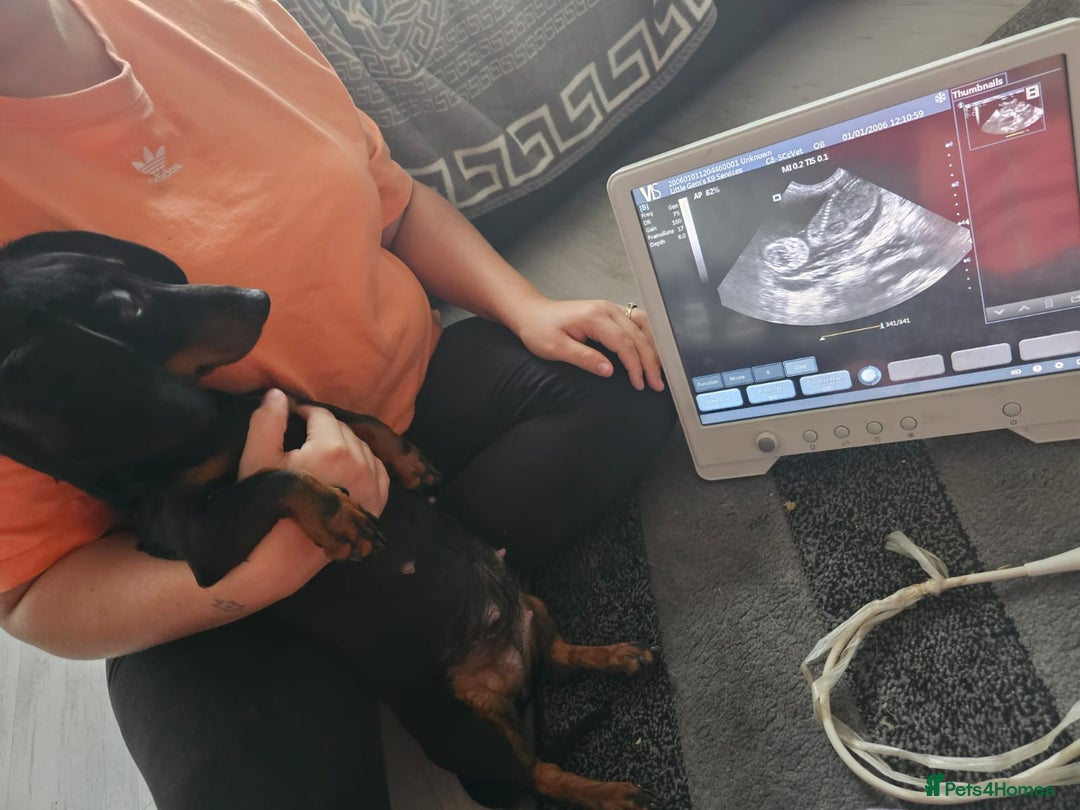 Miniature Dachshund dogs for sale: KC Miniature dachshunds - Advert 15