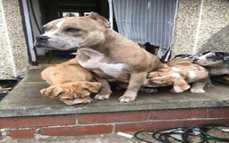 American Bully dogs for sale: Micro Merle bullys - Image 12