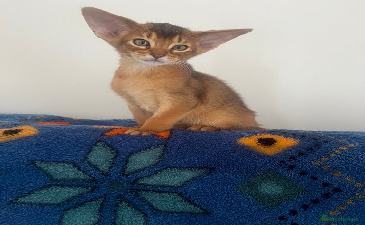 Abyssinian cats - Advert 1