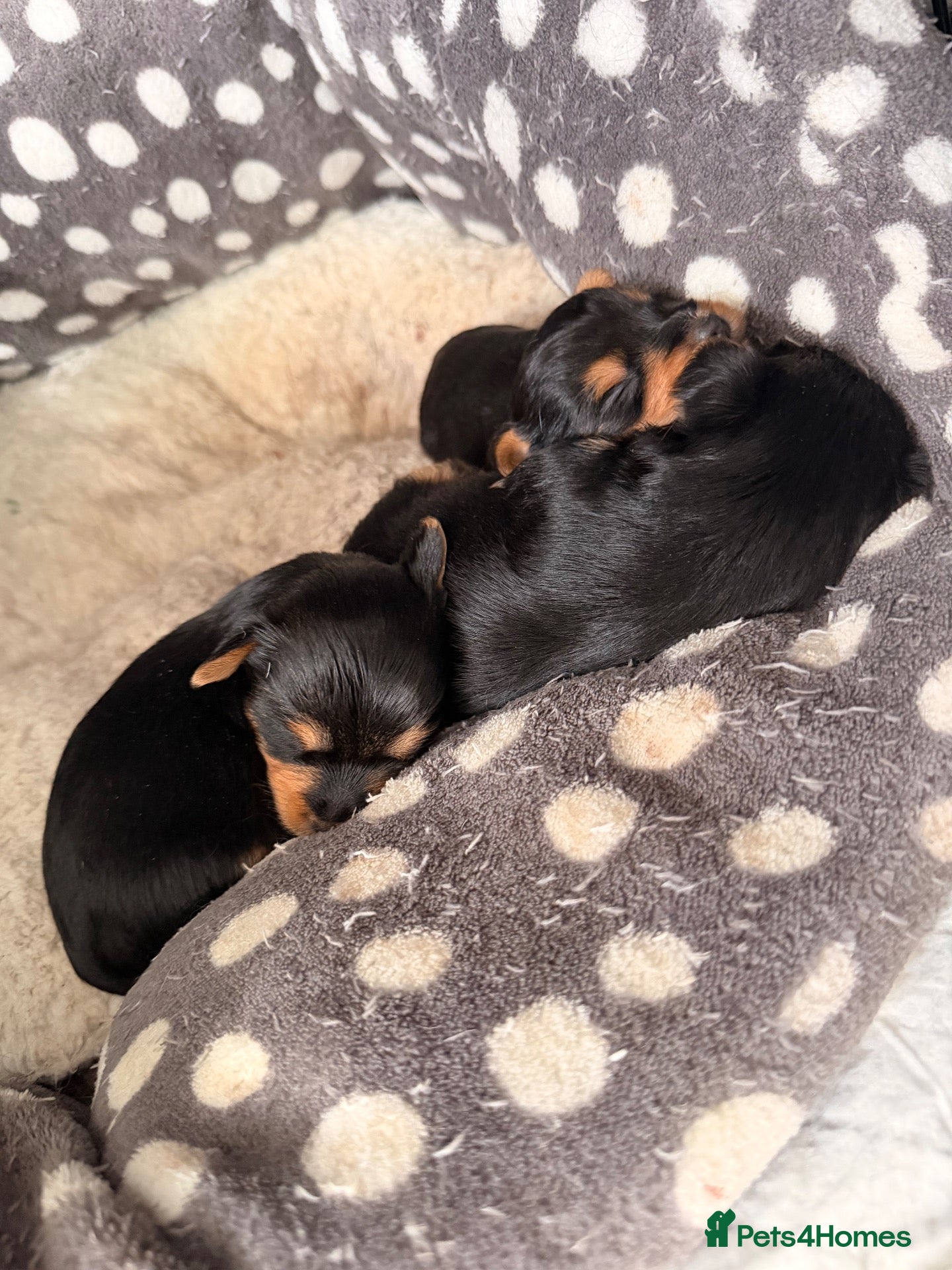 Yorkshire Terrier dogs York terrier puppy  - Advert 2