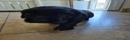 Cocker Spaniel dogs for sale: Stunning KC Reg Small type cocker spaniel  - Advert 6