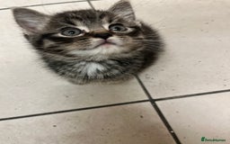 Mixed Breed cats for sale: Adorable mixed breed kittens  - Advert 5