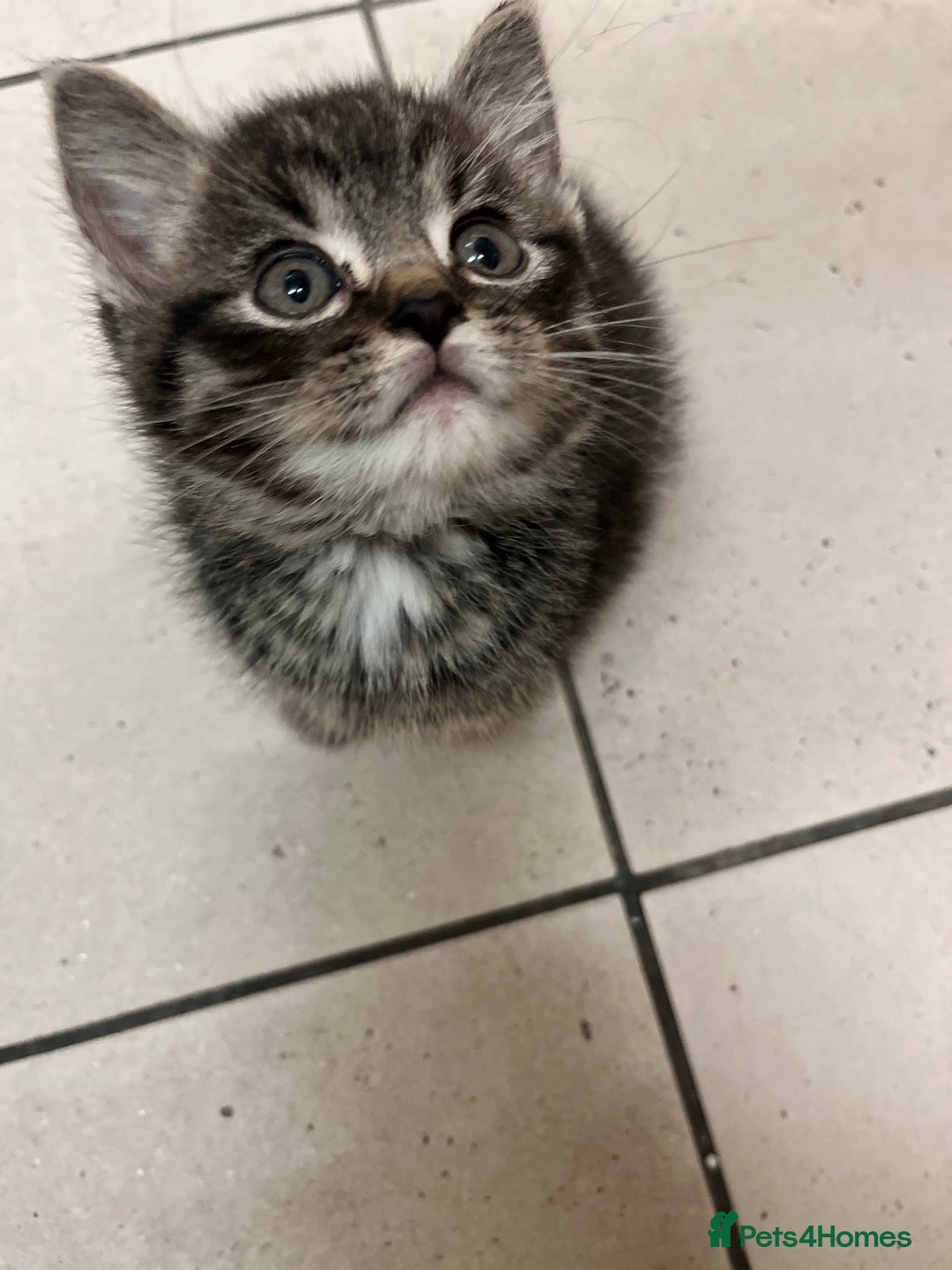 Mixed Breed cats for sale: Adorable mixed breed kittens  - Advert 5