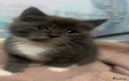 Mixed Breed cats for sale: 3 kittens for sale  - Image 3