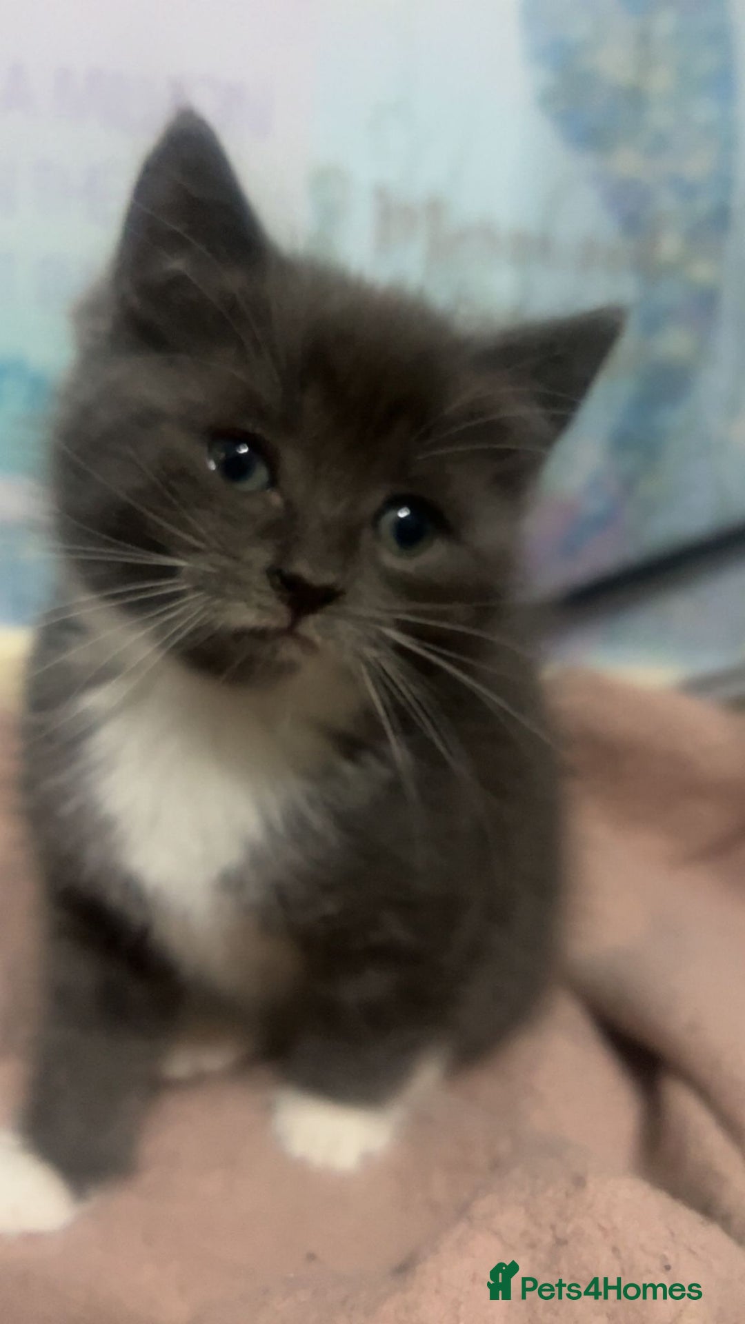 Mixed Breed cats for sale: 3 kittens for sale  - Image 3