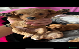 Yorkshire Terrier dogs for sale: Full breed yorkshire terrier puppies - Image 1