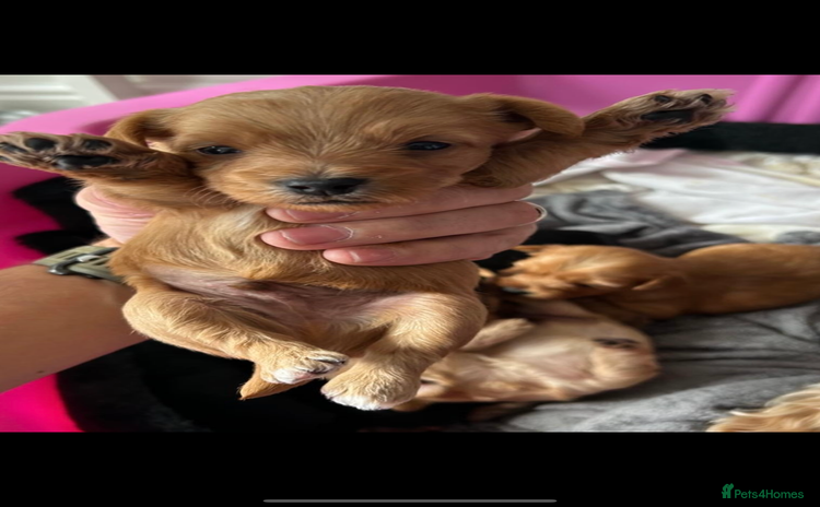 Yorkshire Terrier dogs - Advert 1