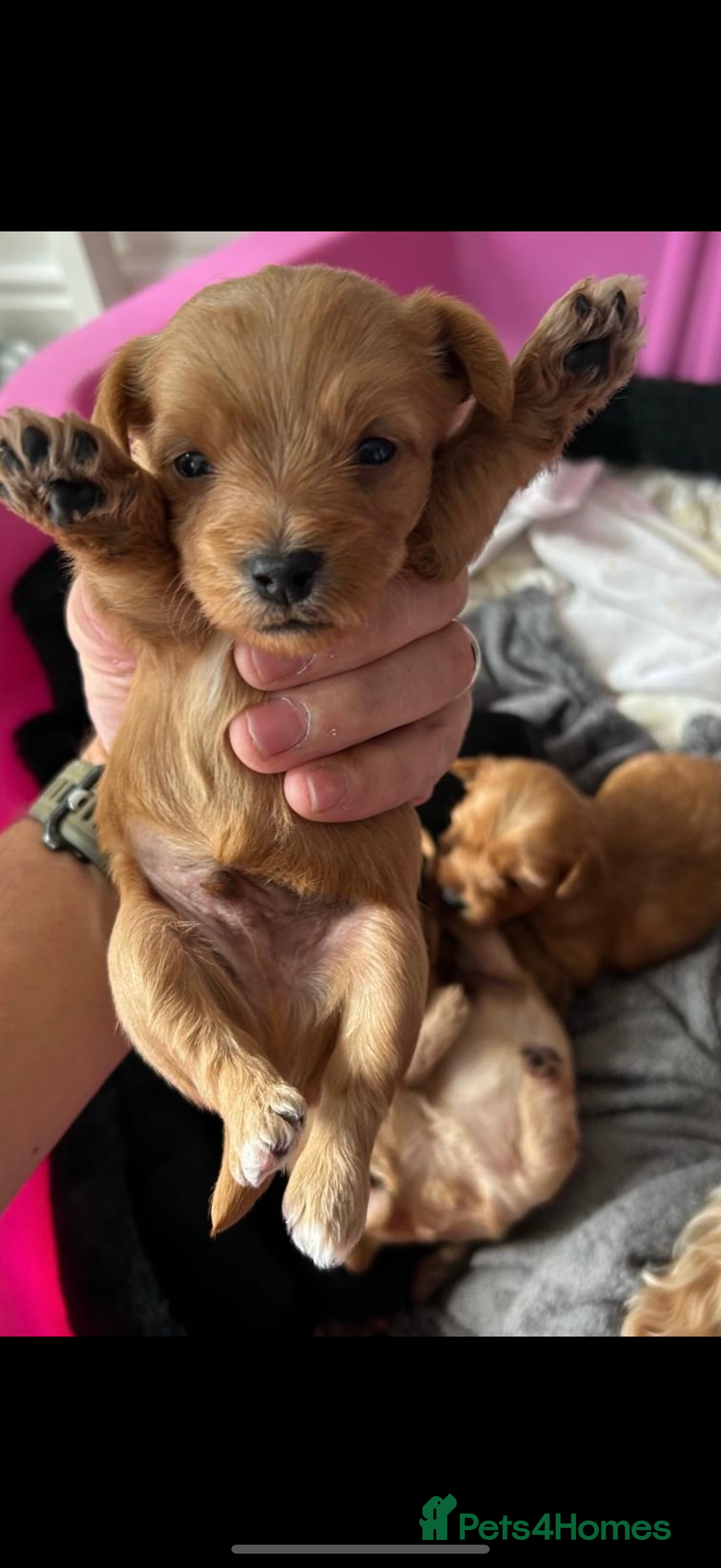 Yorkshire Terrier dogs for sale: Full breed yorkshire terrier puppies - Image 1