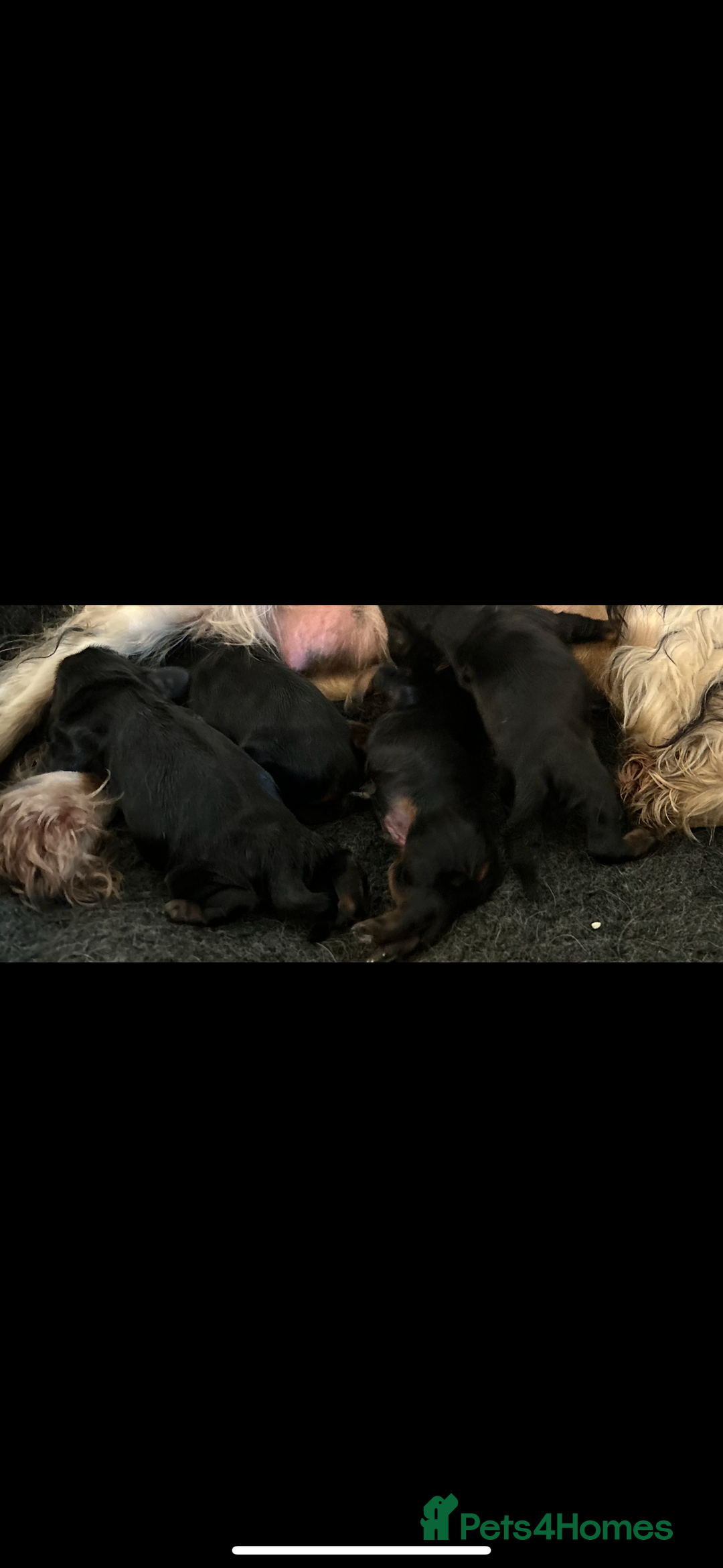 Cocker Spaniel dogs for sale: Cute cocker spaniels  - Advert 14