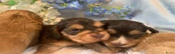 Cocker Spaniel dogs for sale: Show type cocker spaniel puppy’s  - Advert 6