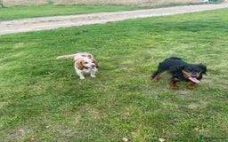 Cocker Spaniel dogs for sale: Working Cocker Spaniel Puppies - Advert 5