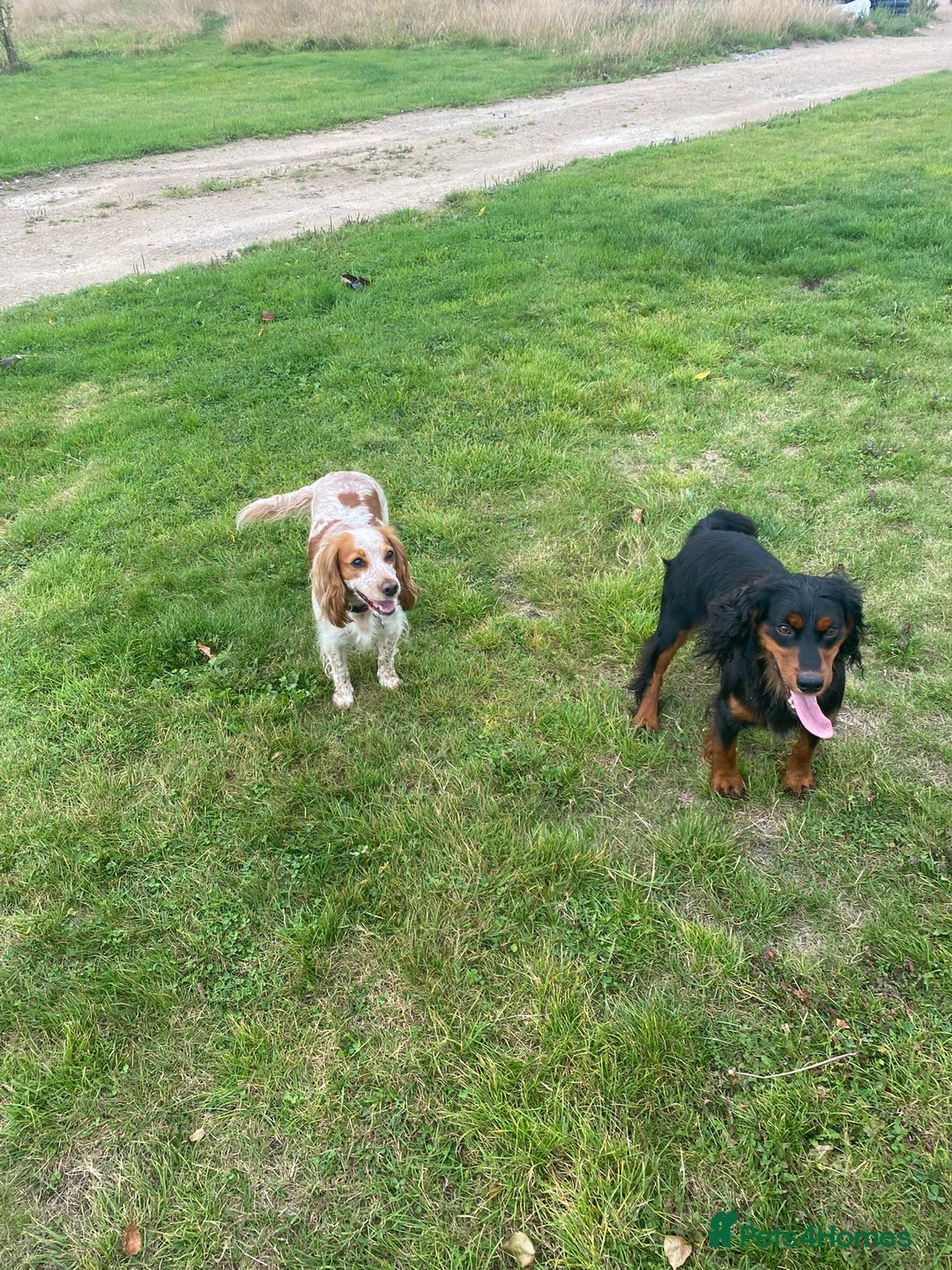 Cocker Spaniel dogs for sale: Working Cocker Spaniel Puppies - Advert 5