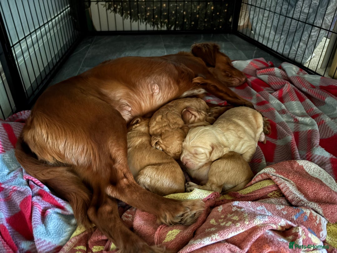 Cockapoo dogs for sale: F1B Cockerpoo puppies looking for new homes - Image 18
