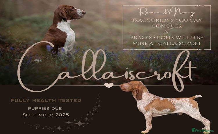 Bracco Italiano dogs - Advert 2