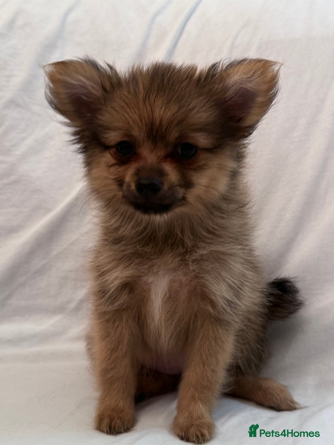 Pomeranian dogs for sale: 4 stunning Pomeranian girls ready for collection  - Image 3