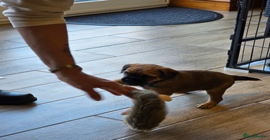 Border Terrier dogs Border Terriers  - Advert 4