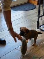 Border Terrier dogs Border Terriers - Advert 5