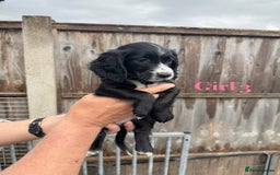 Cocker Spaniel dogs for sale: Working cocker spaniel puppies - Image 15