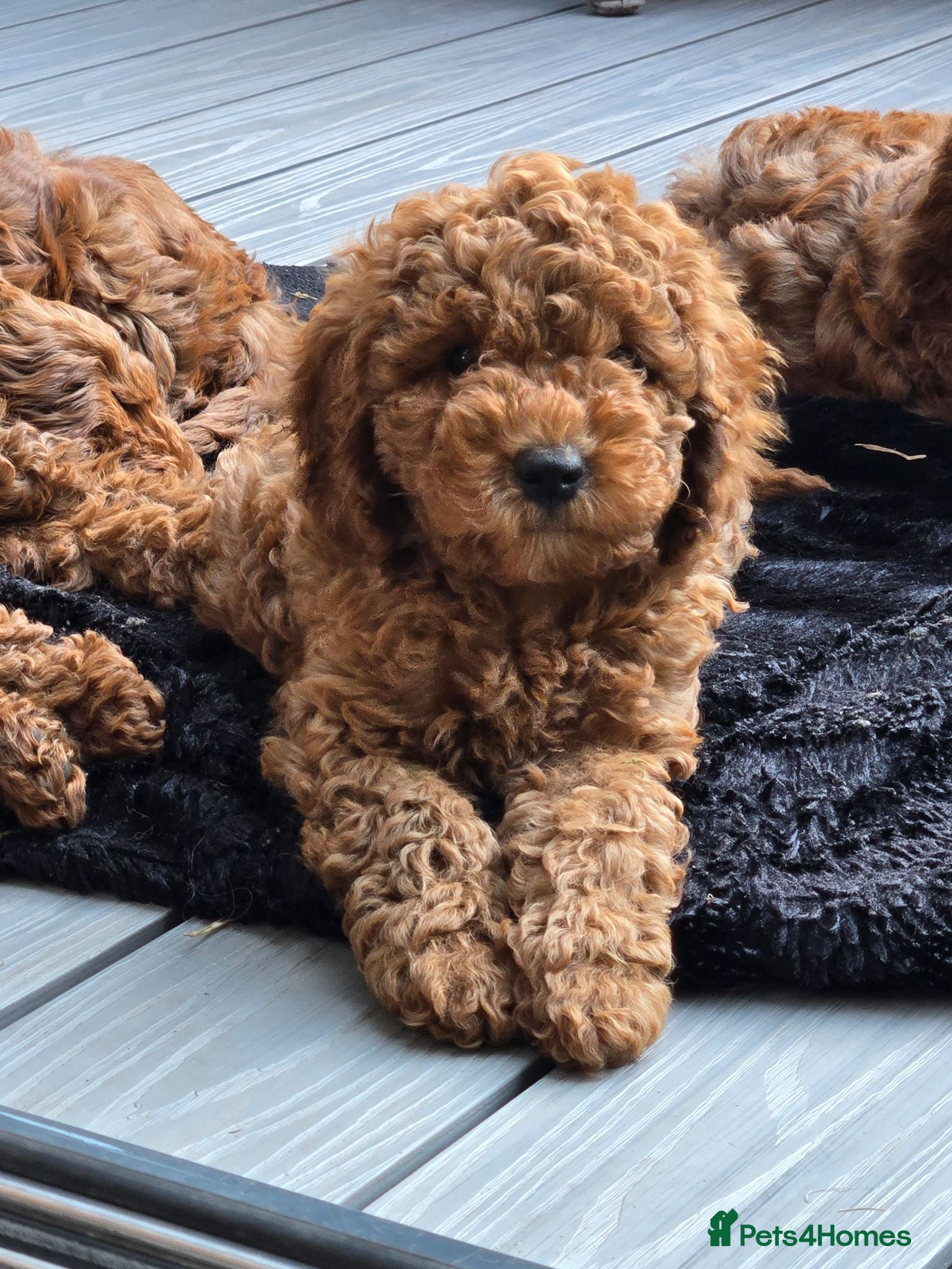 Cavapoo dogs ❤️cavapoo puppies F1b last 2 girls ❤️ - Advert 2