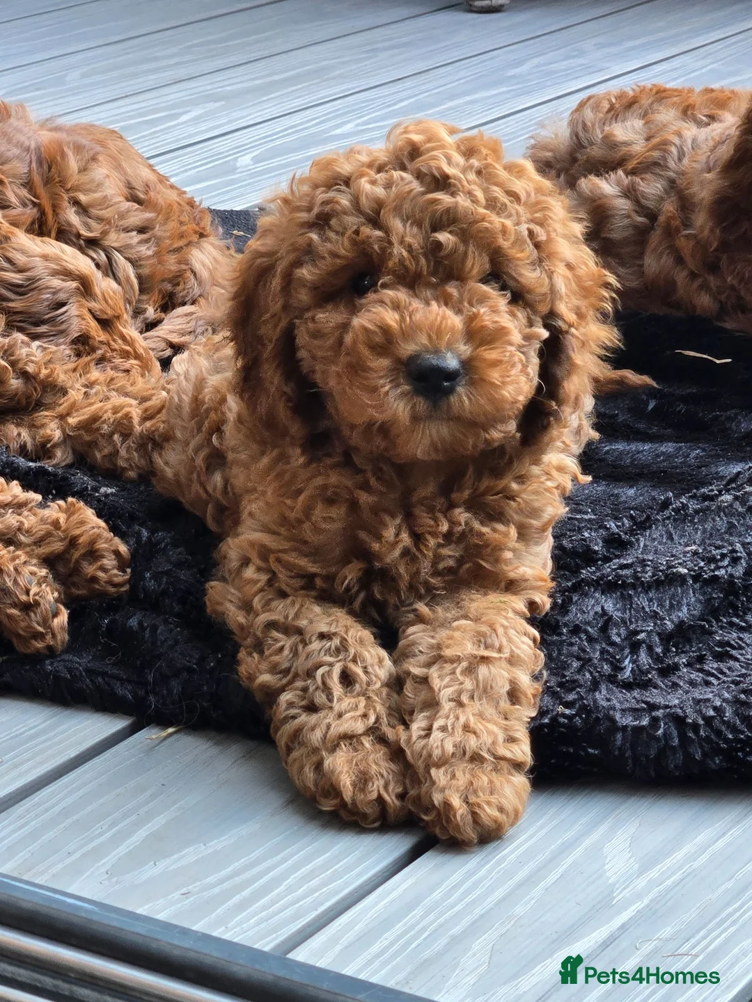 Cavapoo dogs for sale: ❤️cavapoo puppies F1b last 2 girls ❤️ - Advert 1