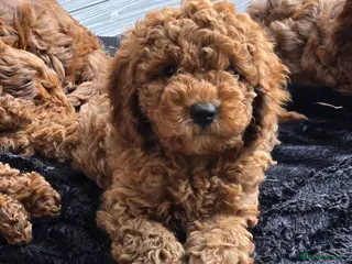 Cavapoo dogs ❤️cavapoo puppies F1b last 2 girls ❤️ - Advert 2