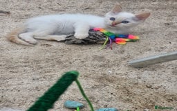 Ragdoll cats for sale: Ragdoll kittens - Image 15