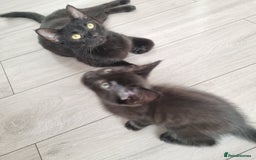 European cats for sale: Black male kitten - Image 3