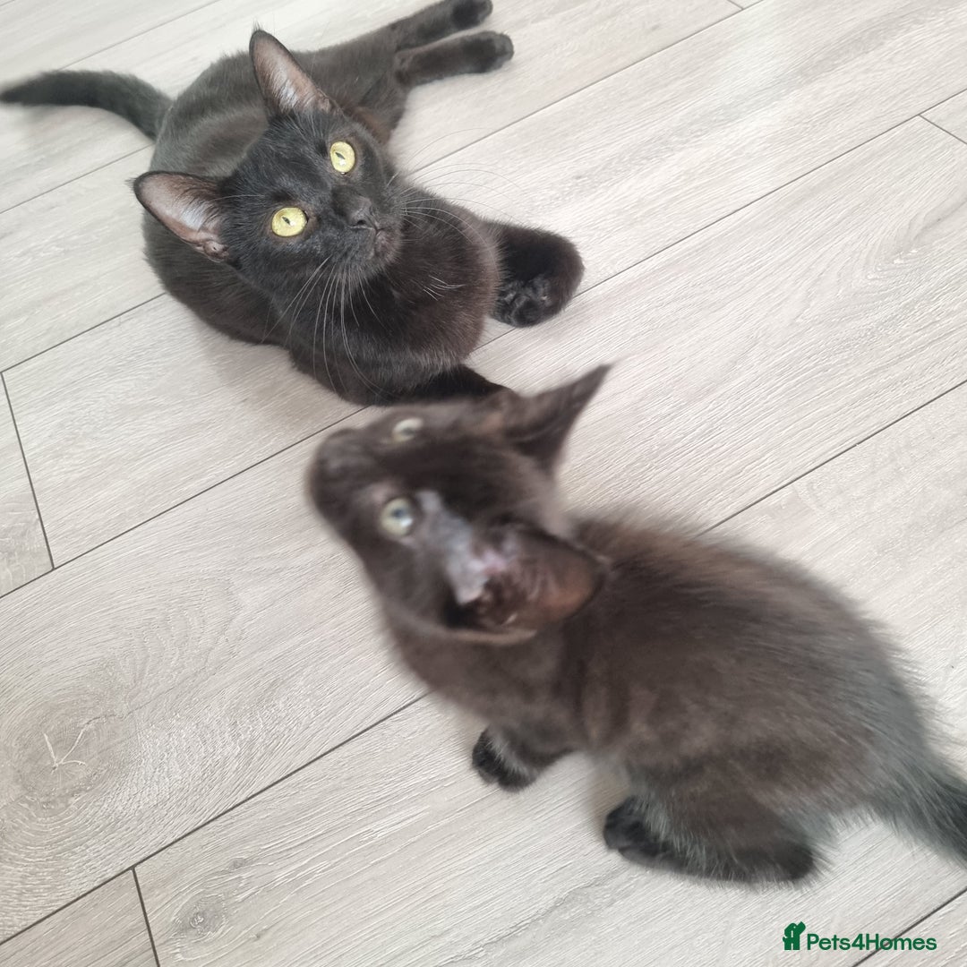 European cats for sale: Black male kitten - Image 3