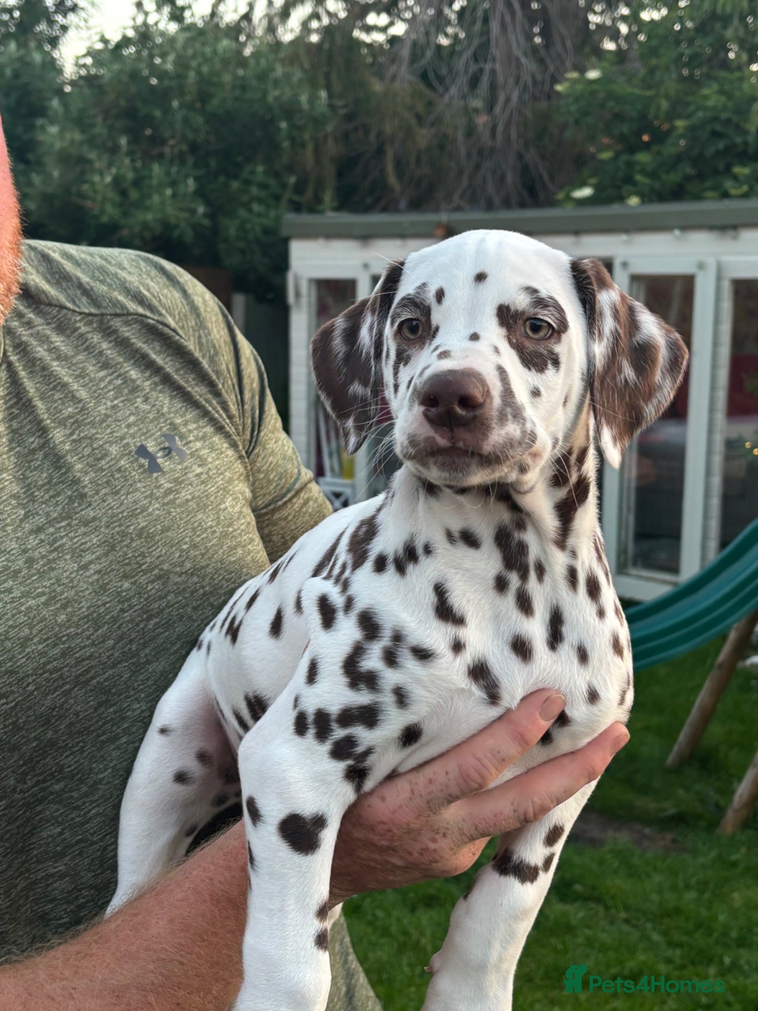 Dalmatian dogs Just 1 Exceptional Boy Remaining  - Advert 1