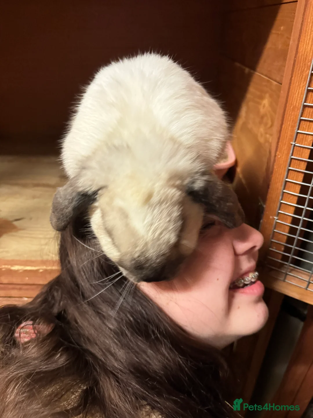 Mini Lop rabbits for sale: Seal Point Mini lop doe 💖🐰 - Advert 3