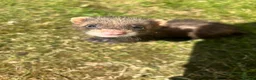 Ferret rodents for sale: Baby Ferret - Advert 14