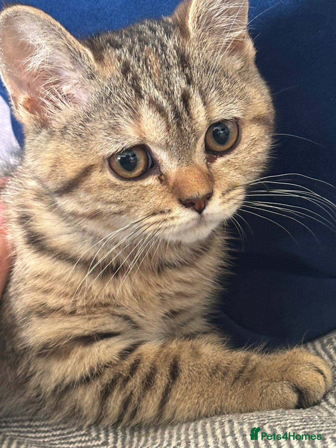 British Shorthair cats for sale: British ShortHair Kittens - available now - Image 5
