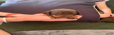 Dachshund 3