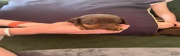Dachshund dogs for sale: Beautiful dachshund puppies  - Advert 8