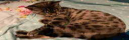 Bengal cats for sale: 5 year old Bengal Snow Mink - Advert 3