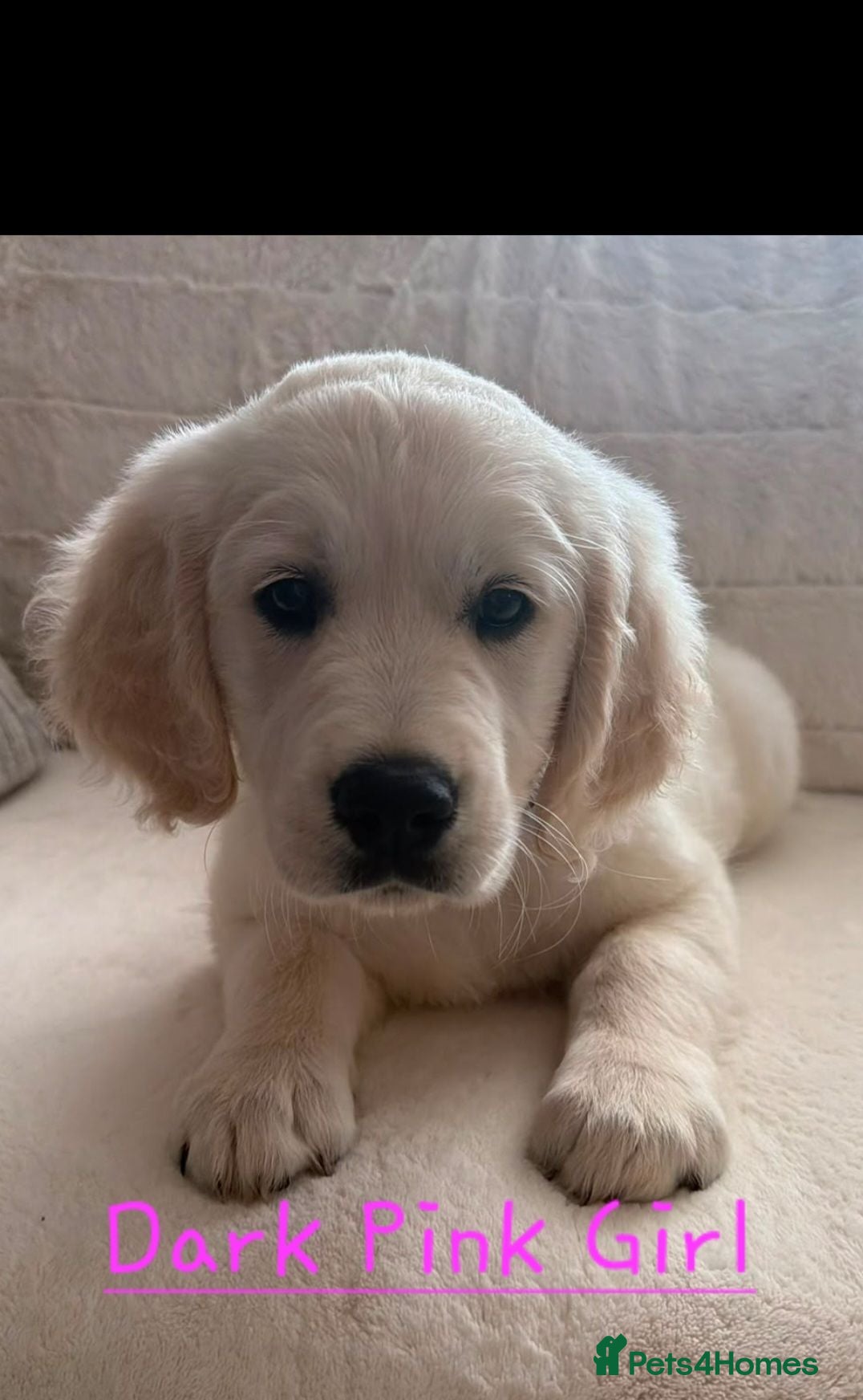 Golden Retriever dogs Stunning Golden Retriever Pups - Advert 14