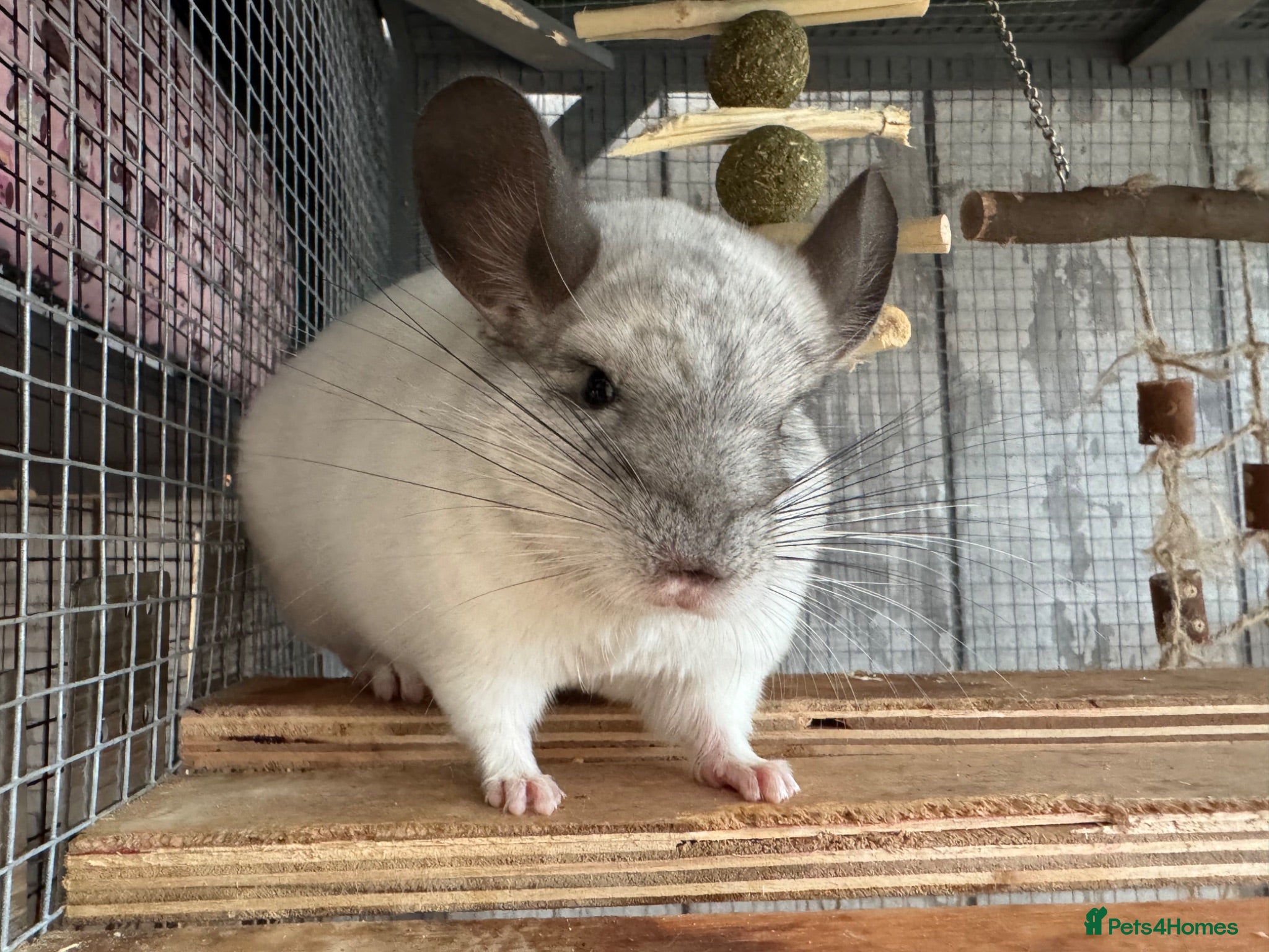 Chinchilla rodents 7 Month Old Neutered Male Chinchilla - Advert 1