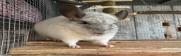 Chinchilla rodents for sale: 7 Month Old Neutered Male Chinchilla - Advert 1