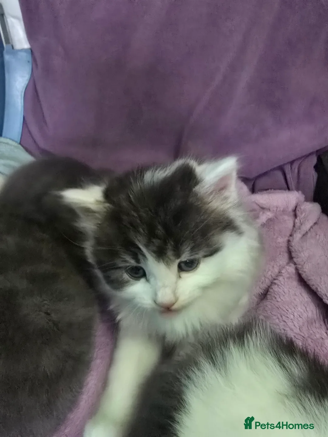 Mixed Breed cats for sale: Kitten  - Advert 3