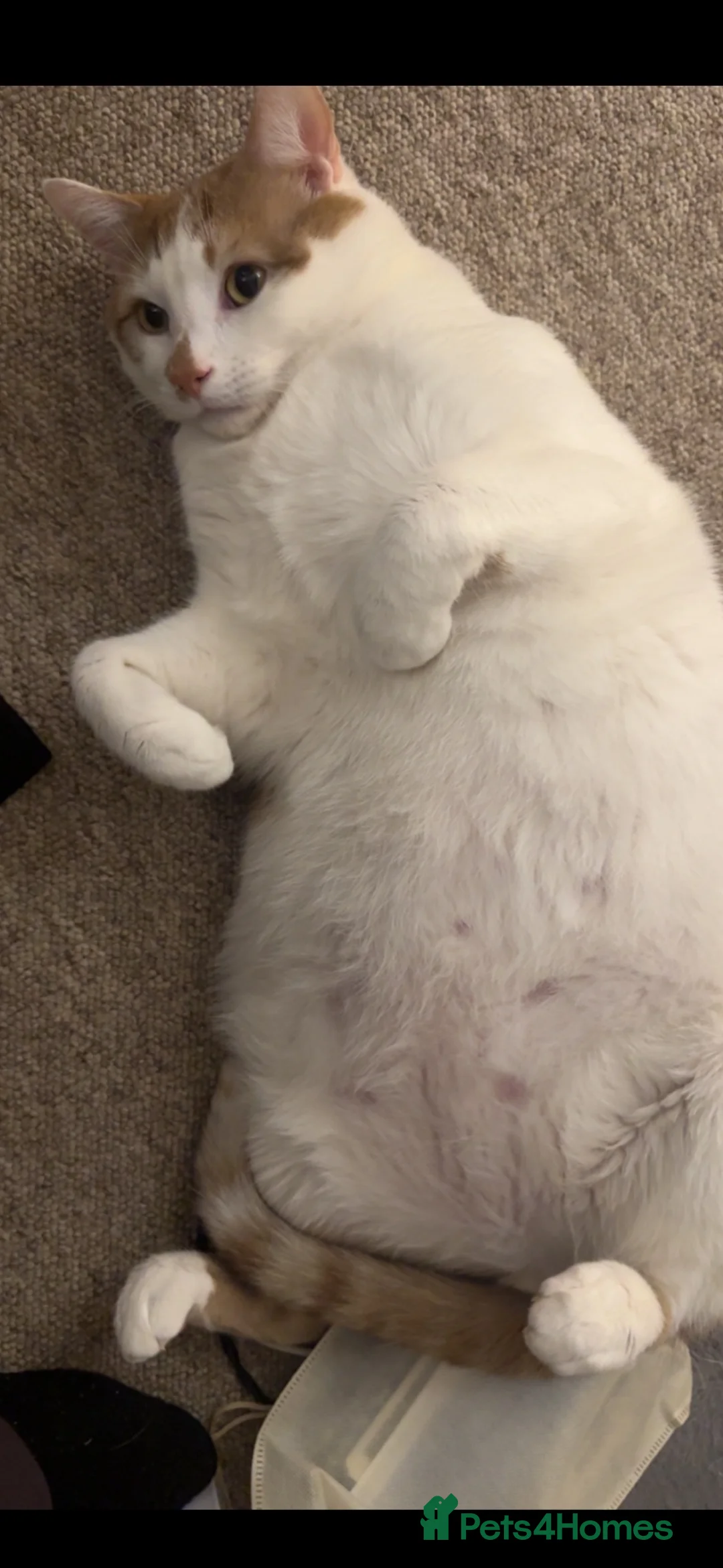 Domestic Shorthair cats for sale: Sushi  - Advert 2