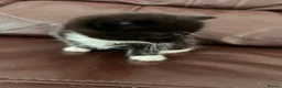 Mixed Breed cats for sale: 4 beautiful kittens  - Advert 8