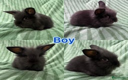 Mini Lion Lop rabbits for sale: 5 fluffy baby rabbits and an adult doe - Image 2
