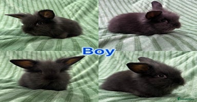 Mini Lion Lop rabbits - Advert 10