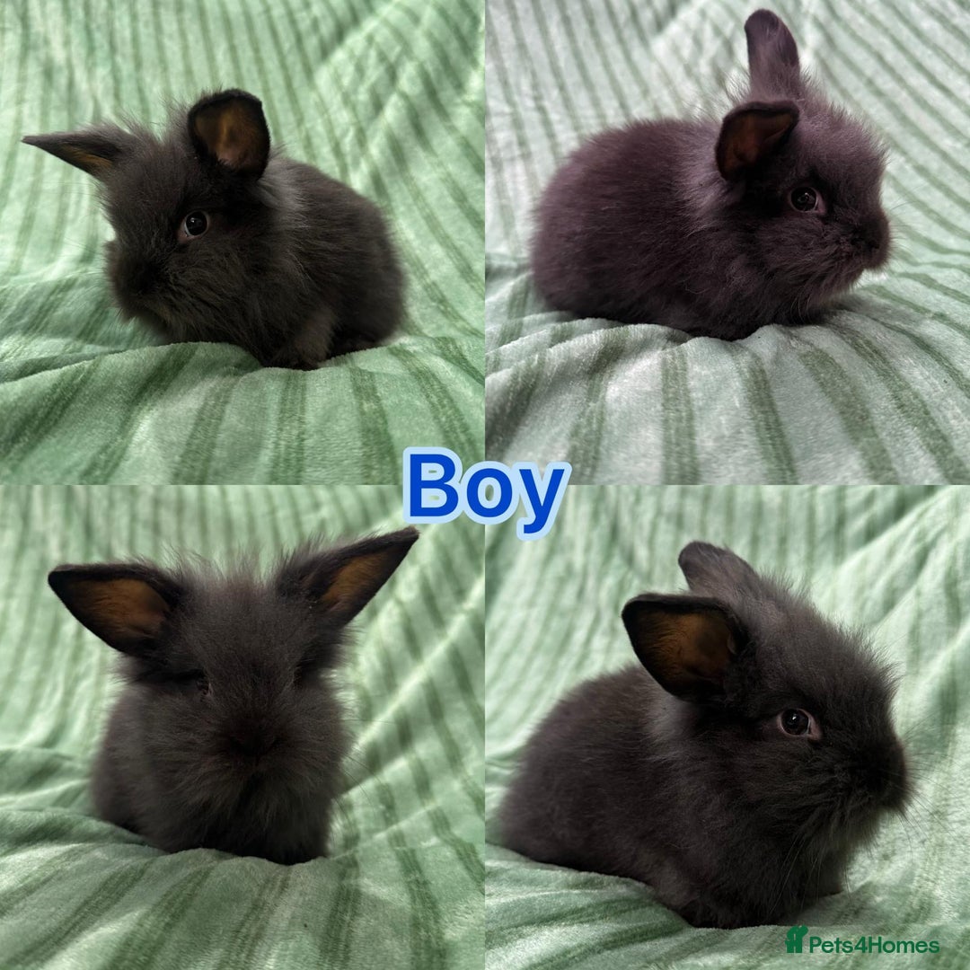 Mini Lion Lop rabbits for sale: 5 fluffy baby rabbits and an adult doe - Image 2
