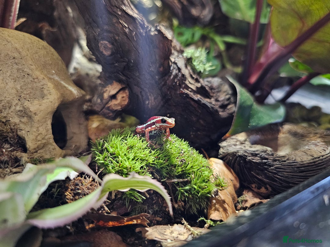 Frog reptiles for sale: 3 x Phantasmal Dart Frogs  - Image 1