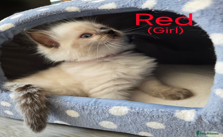 Ragdoll cats - Advert 7