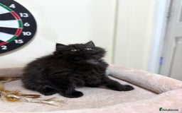 Mixed Breed cats for sale: Mixed breed kitten  - Image 2