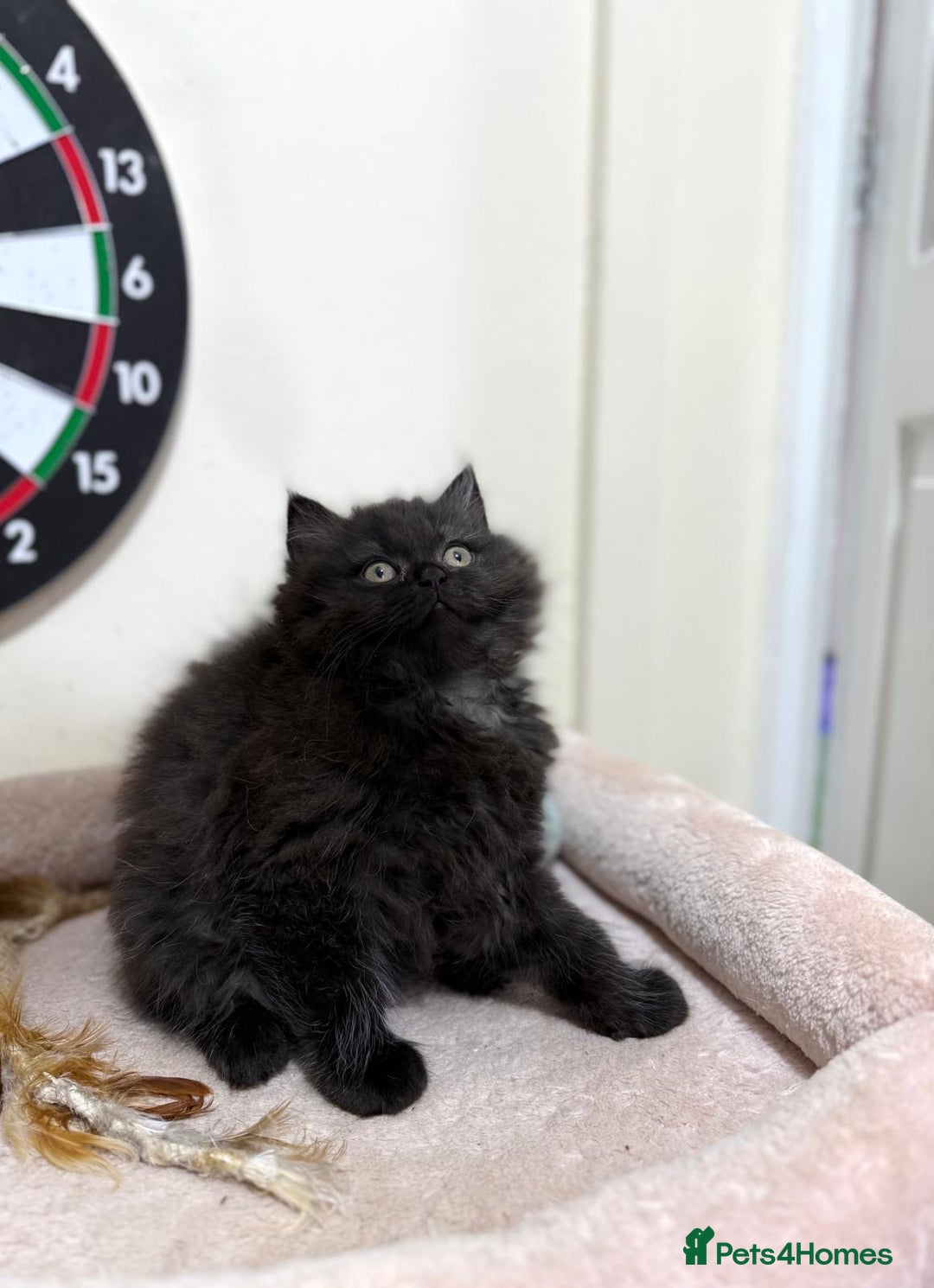 Mixed Breed cats for sale: Mixed breed kitten  - Image 2